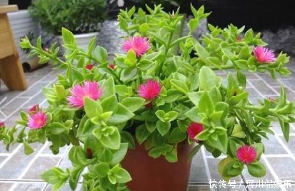 养花试试此几款,全年开花不停,一开就是300天,家里变花海