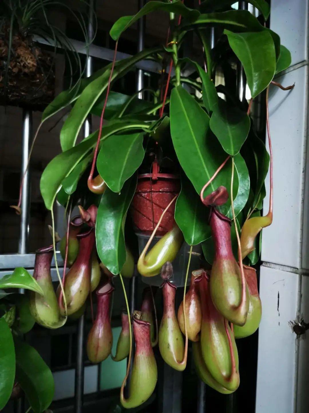 叶子|家里养棵“丑八怪”,霸气镇宅,越养越爱