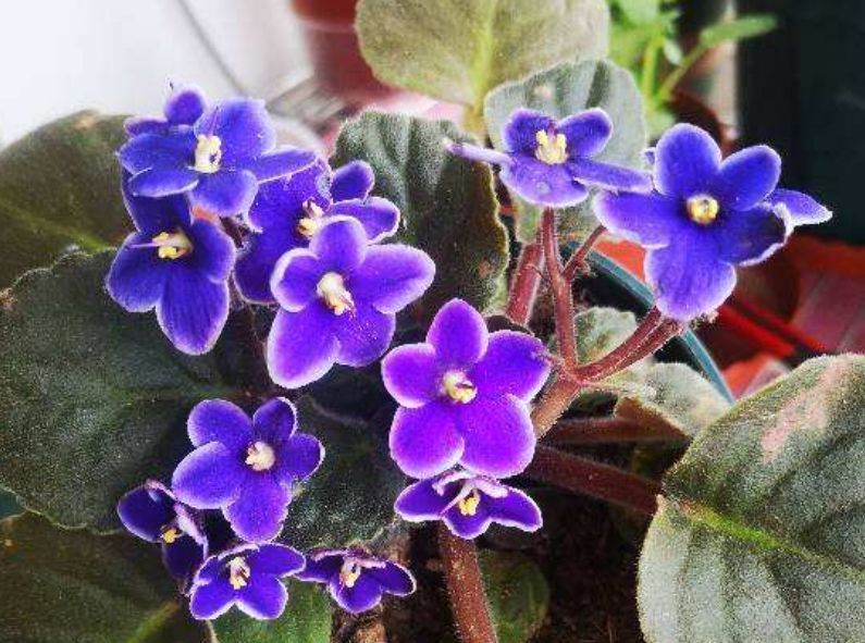 5种好运花,好养易活颜值高,新手一样养很好