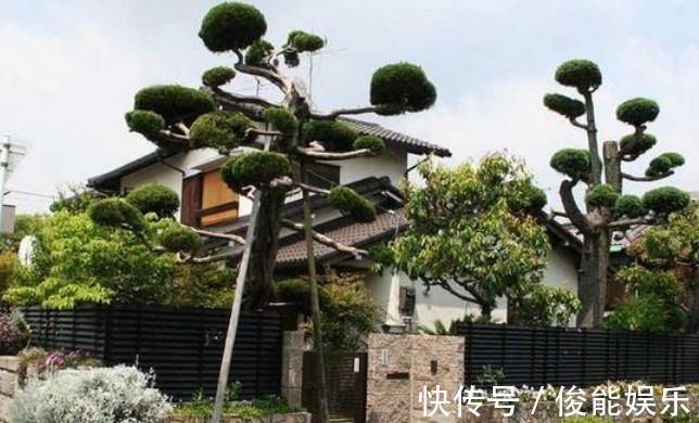 龟背竹|有钱人尤其喜欢养这3种花,家里一片绿油油,日子会越过越顺!