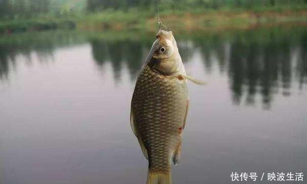 公丁香|钓鱼丁香药酒,怎么加入饵料中使用