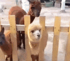 猫和老鼠|如果和平精英开发了房地产,你会在哪买房?网友:都是凶宅,不买