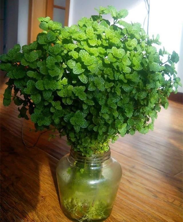 4种花最喜欢水,夏天养在“水缸”里,30天长爆盆、还开花