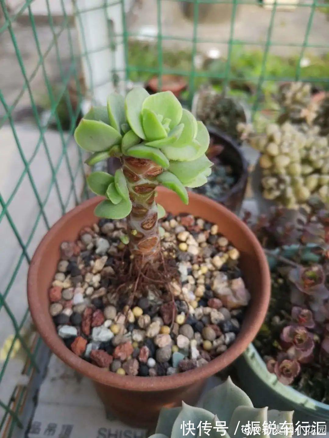 多肉长了“水桩”,不如砍了重来,实在太丑了