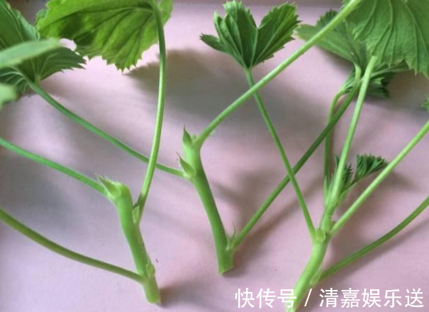 泡水|3种枝条泡水里,10天长根,一次开花100朵,水培成活率更高!