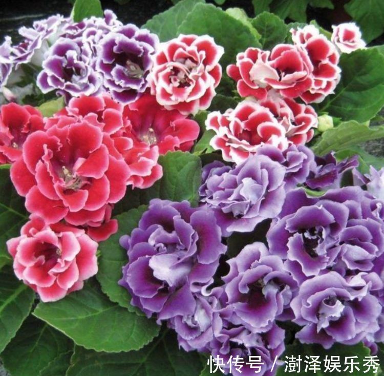 4种花是懒人的最爱,有阳光就爆盆,给点水就疯长,太好养