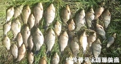 打窝2天后再去钓鱼,每一条鲫鱼都很肥,是野生鲫鱼?