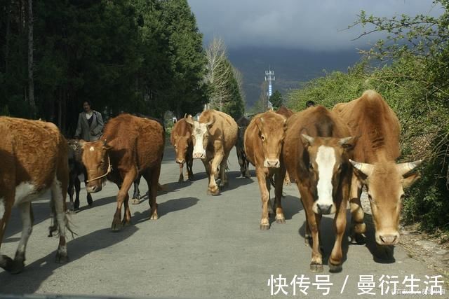 茅草庐|关于乡村的19首诗词那年村口那头牛，满载春风与自由