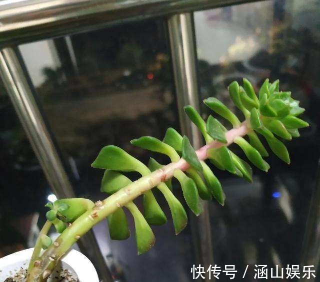 多肉植物|多肉“上天”啦,太能搞笑啦,咔嚓砍了头,变成“伪老桩”