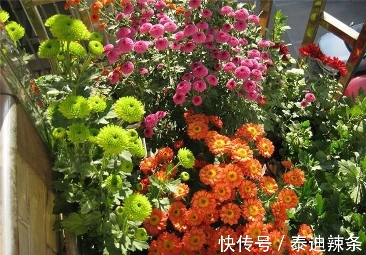 防盗窗养这5盆花,开花多、花期长,邻居看了都眼红
