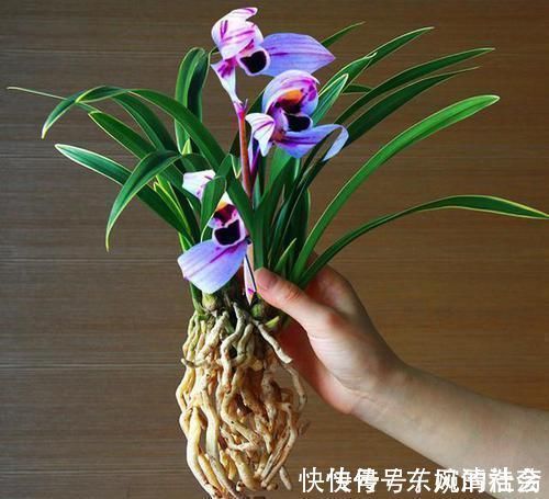 花色|此兰花曾经价格不菲，现在几块钱就能买一盆，花色罕见，值得入手
