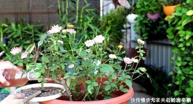 月季|家里月季“睡醒了”，需要给它做“几件事”，才能长得旺，开花多！