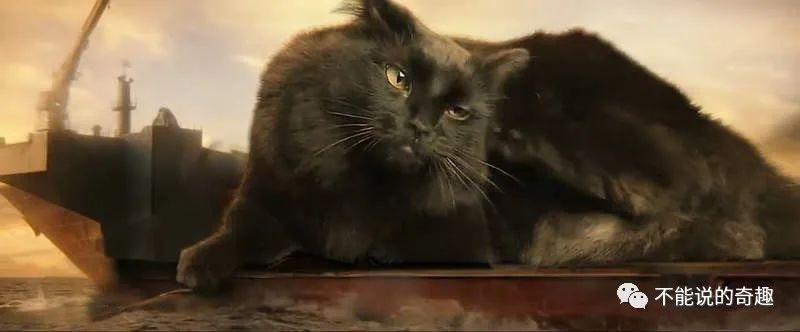 |拳拳到肉,情节可紧张可搞笑,美国夫妻将家猫放进各式电影超有趣