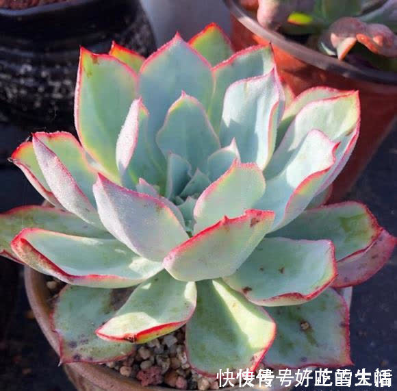 花盆|种多肉,最忌讳用大盆,“小盆种大肉”,不易腐烂,发根更快