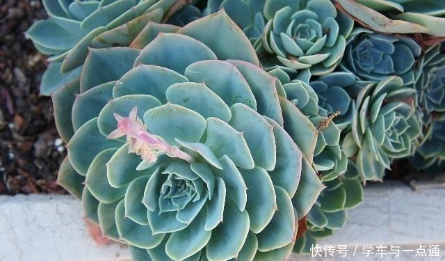 数以万计的多肉,知道这四大类,你就是多肉词典!
