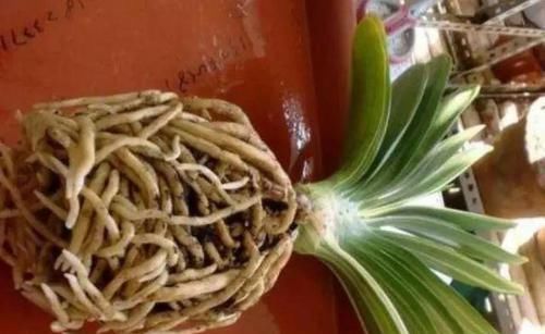  方法|1种配土方法种君子兰，新叶嗖嗖长，年年都开花