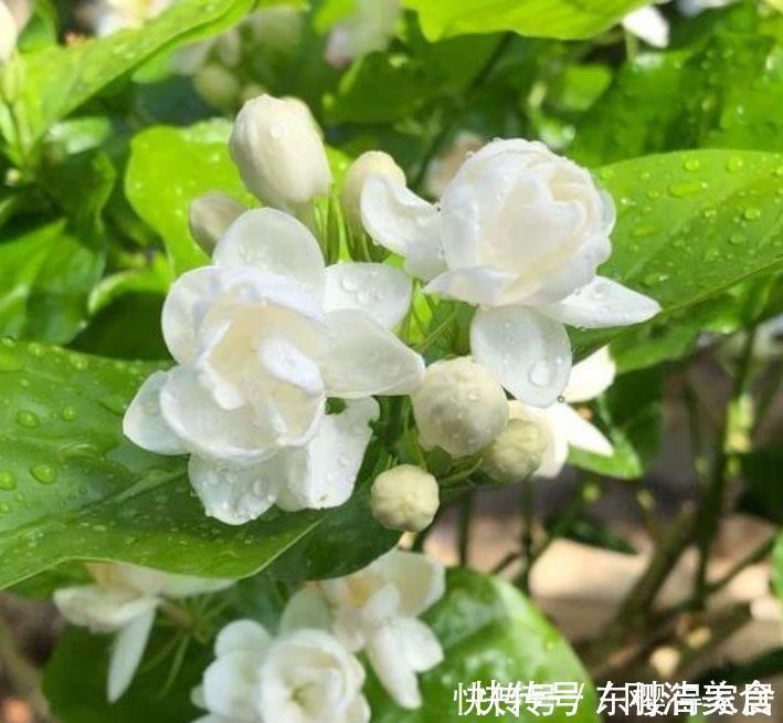 香雪兰香雪兰|邻居阳台只养3种花,开花后,惊艳了全小区,纷纷来参加!