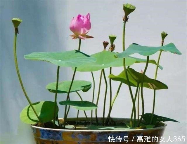 50种植物花语,不要再傻傻送错花了