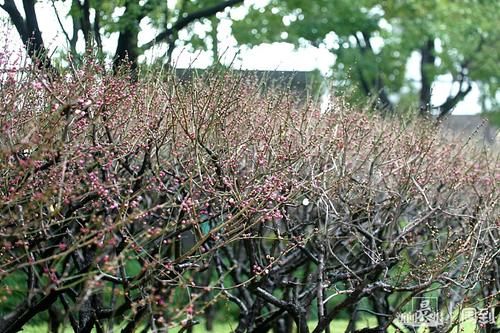 晨镜头|外滩黄浦公园:雨中红梅含苞待放,春节期间将迎盛花期 | 有个