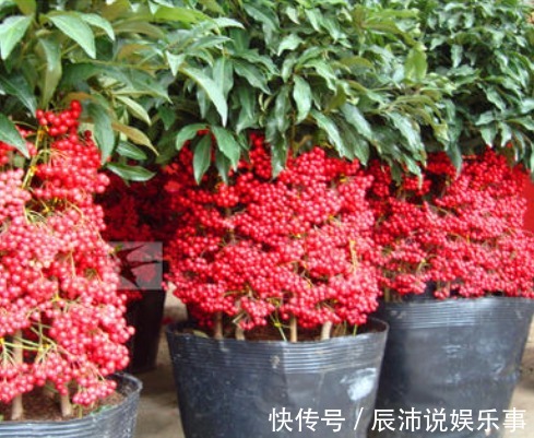 “4种花卉”生意人偷着养,自己发财不告诉别人,摆在家中能发家