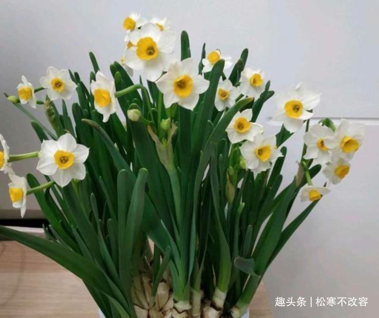 水仙花|来了，家养这些花卉，四季繁花似锦，花期一到开不停歇