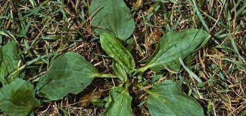  糖尿病的“祸首”发现了，并不是甜食，而是它，劝你别再往嘴里塞