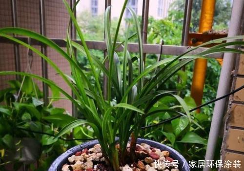 淘米水|什么复合肥、淘米水,都不如1种东西,捡一些丢盆里,养啥花都旺