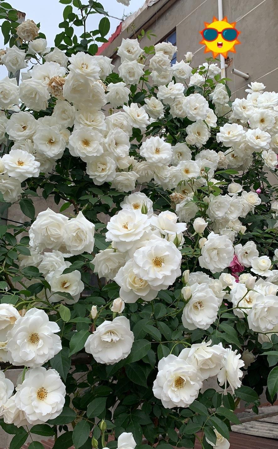 月季花|阳台也能养的藤本月季,丰花勤花,能给你一面美丽花墙