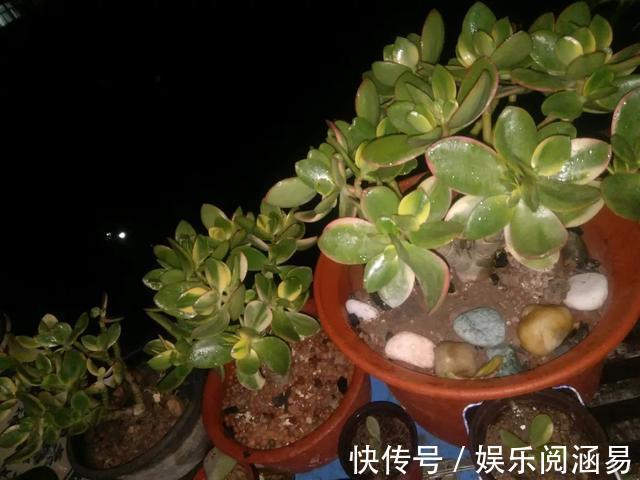 夏天|10种不能淋雨的花,淋完雨就死,盆栽养花注意事项