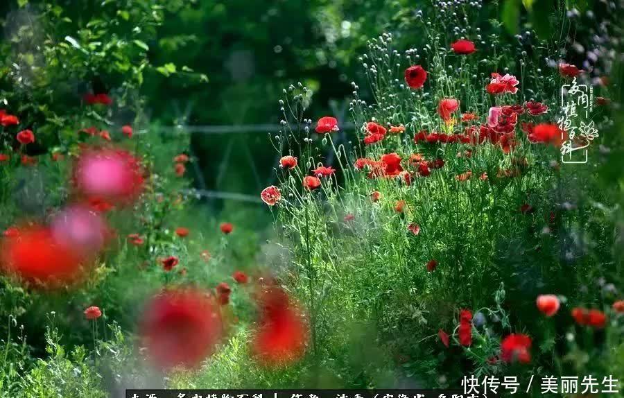 多肉——入了我的时光画卷！