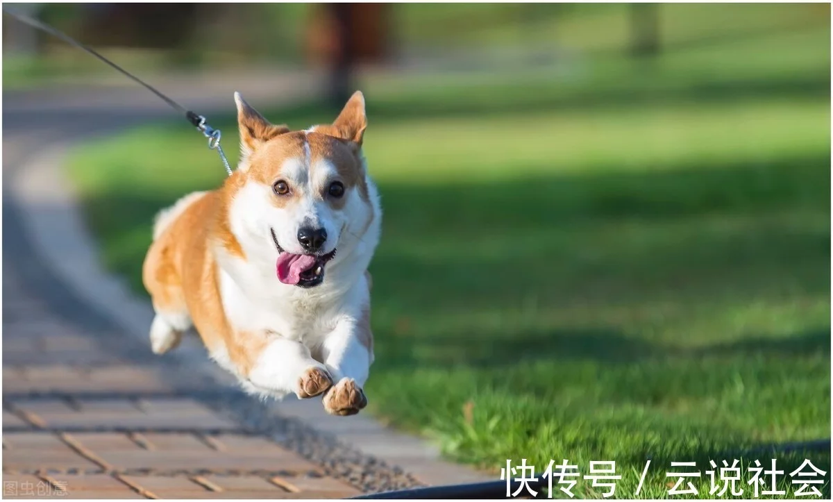 柯基犬换牙时，这5点需要注意