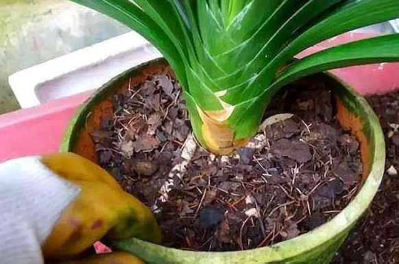 盆栽植物该如何预防积水烂根用上''防堵塞'',花根越长越旺盛