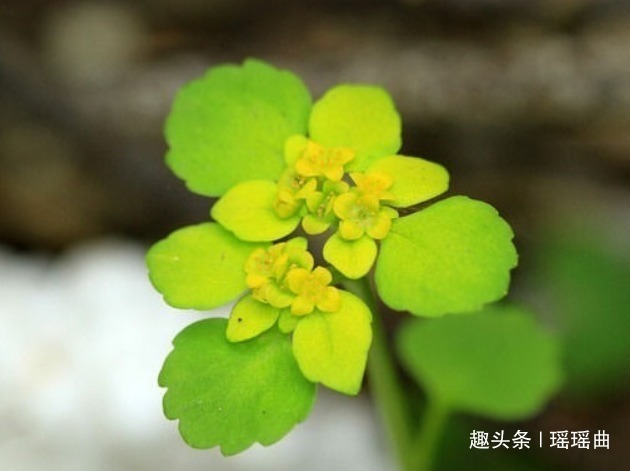 此花青翠的枝叶,娇小的外表,如同一个小女孩,清纯而娇嫩