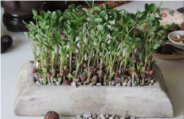 水培“花生”,比“吊兰”还漂亮,1株结30个果!不妨也可以试试