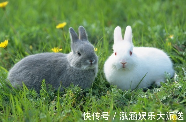 属兔|今年下半年，“生肖兔”别抛弃2个人，他们将陪伴你一生！