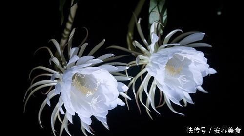 五种浇水方法,家里没人也不怕很好用的回家试试