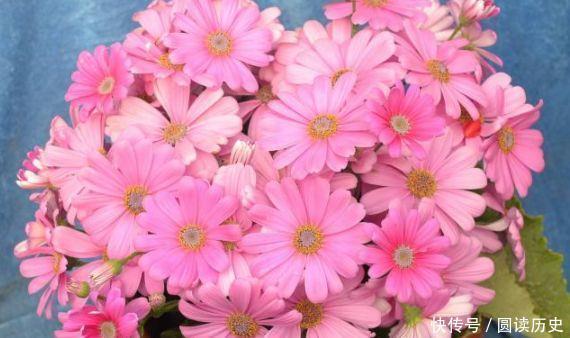 家养4种旺运花,吉祥又喜庆,比牡丹还美,年年开花美翻