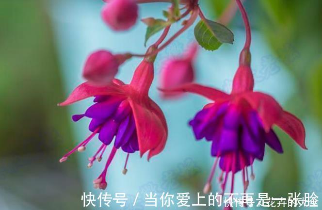 栀子花|不适合室内养的5种花草，入手要谨慎，没有露养条件白花钱