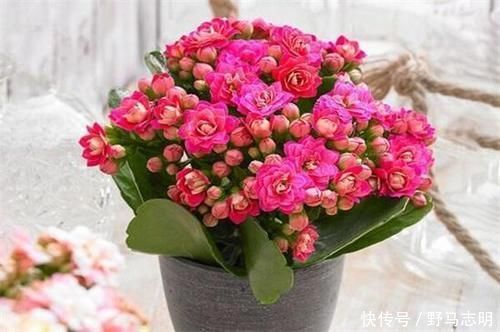 长寿花|2种漂亮花,沾土就能活,好养易繁殖,养护一盆半年有花赏!