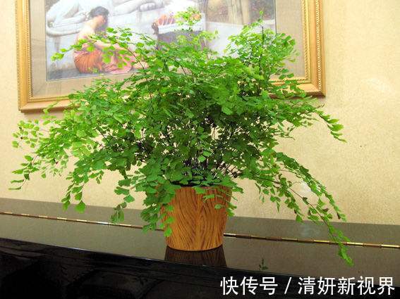 夏天|到了夏天，5种花喜水，越浇越旺，轻松长满盆，第2种开花漂亮