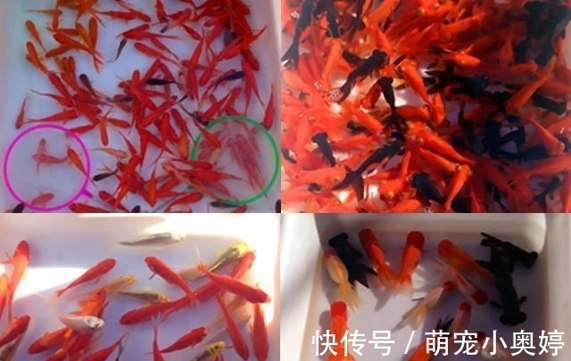 锦鲤|三大冷水鱼,草金鱼占了个不上不下的位置,给人鸡肋的感觉
