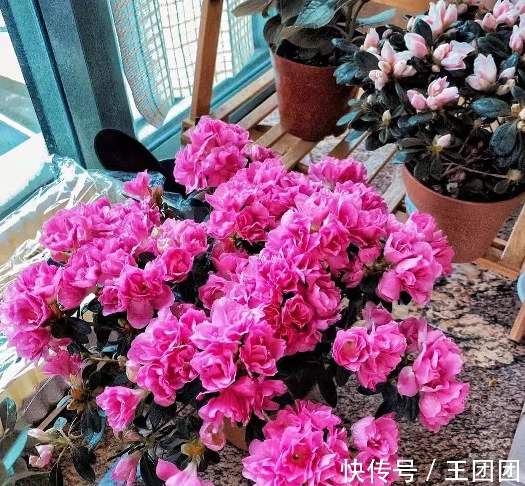 7种花,花期超过大半年,冬天室内依旧绽放