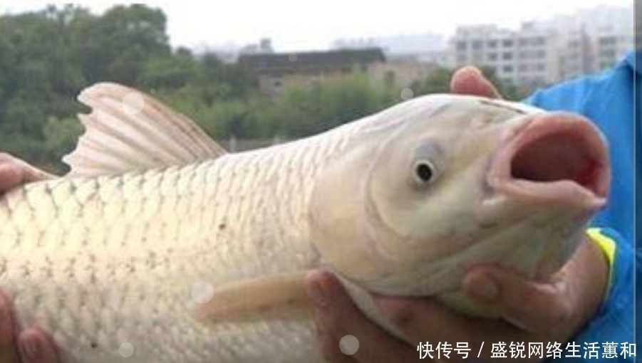 草鱼钓了三十年,至今才发现,春天一用这钓法,上鱼快感倍儿爽