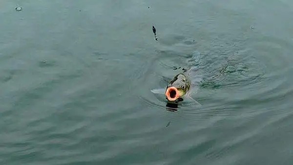 钓鱼：调漂找底没找准，户外钓鱼就会出现这些问题，现在知道还不晚！