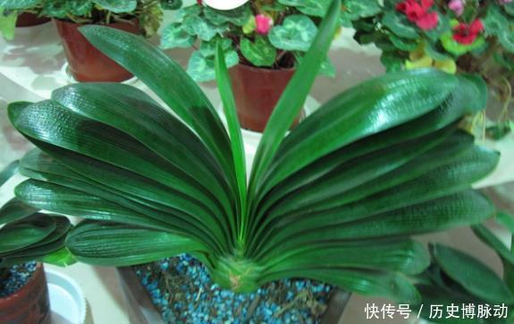  预警：家里养花，将这3样“废品”扔掉就是在扔钱