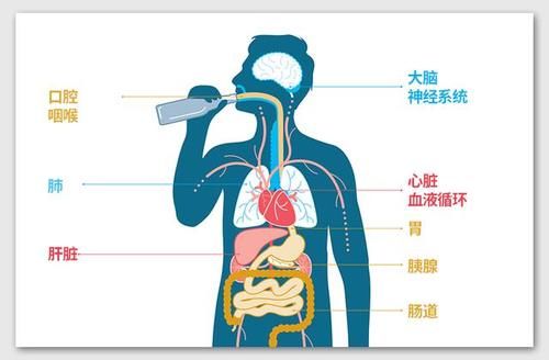 应该怎样饮酒，才能尽量不伤害身体？