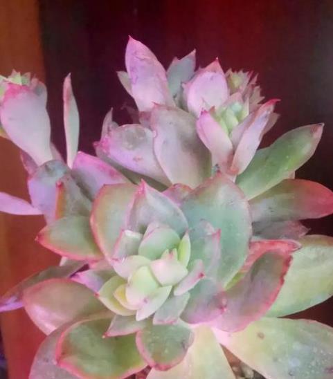 北方冬季多肉是隔着玻璃晒太阳好，多肉补光灯，到底有没有用？