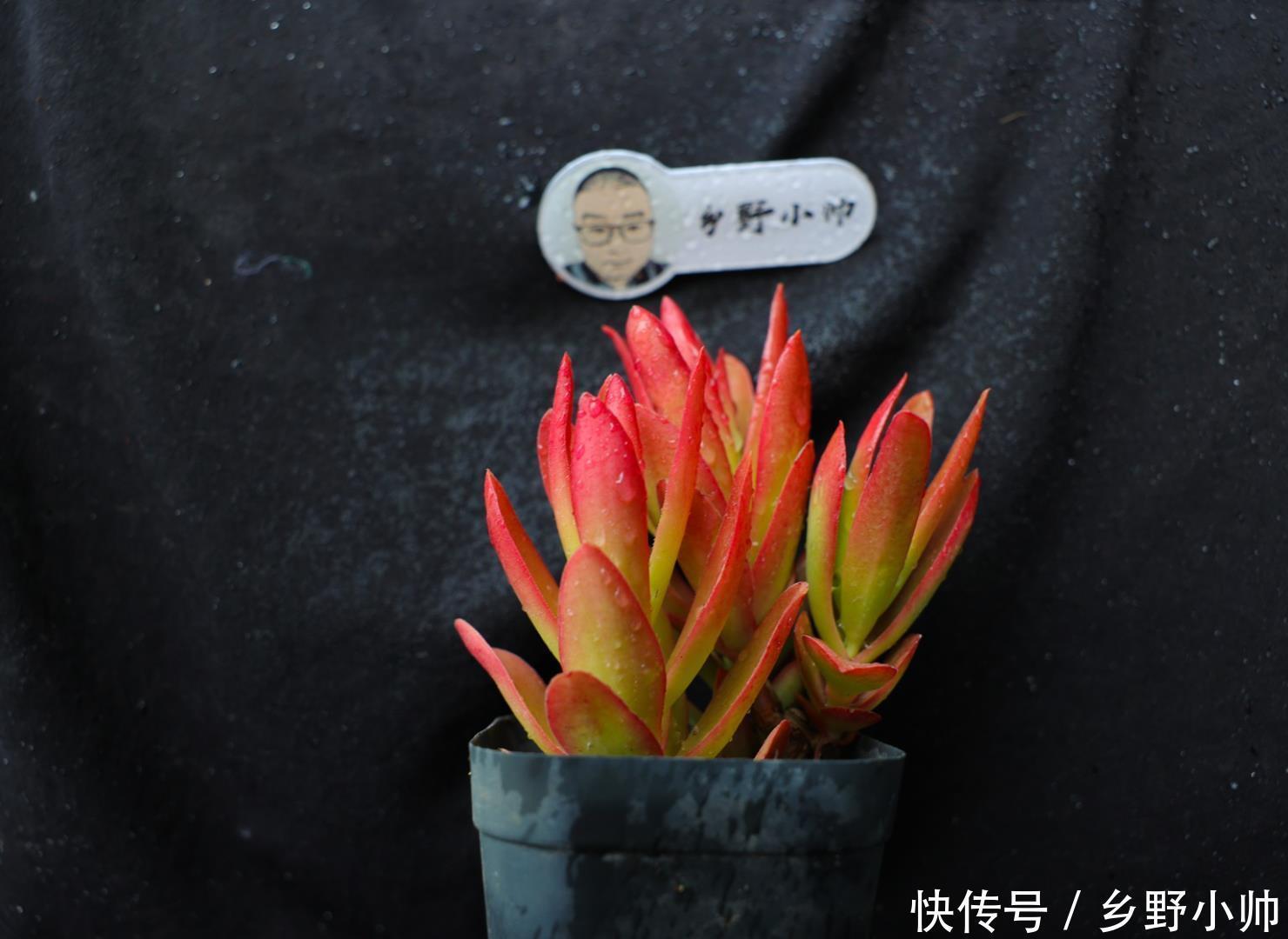 春秋型|夏种型多肉 、冬种型多肉、春秋型多肉,原来多肉还可以这么分