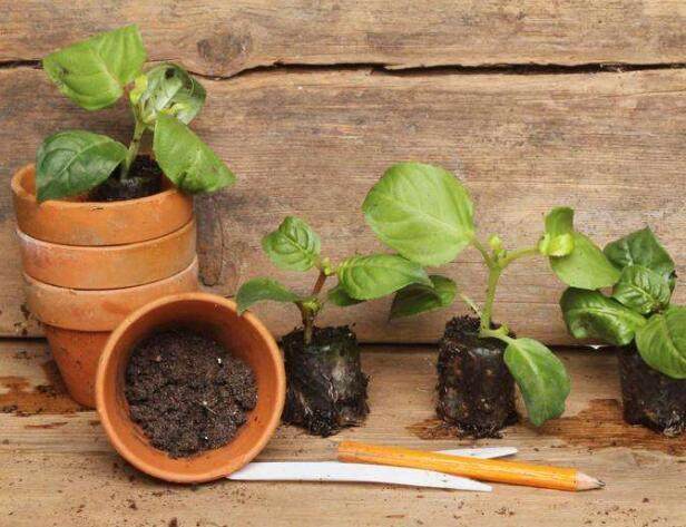 儿子把用剩的铅笔扔花盆,一个月后长出这东西,真是美的不像话!