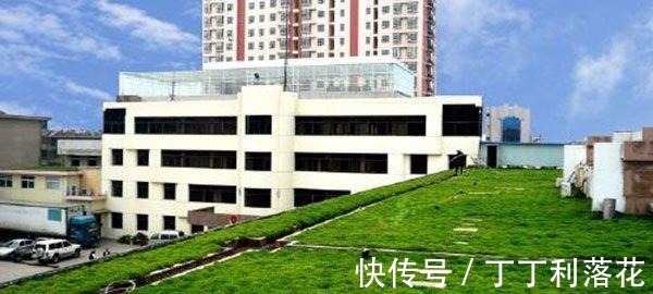 佛甲草|佛甲草能长多长！